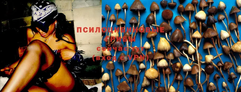 Псилоцибиновые грибы Magic Shrooms  Вытегра 